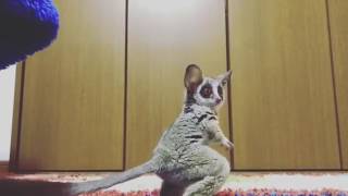 Bush Baby plays with a ball for the first time [upl. by Walt]