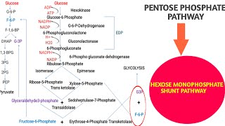 Hexose Monophosphate Pathway or Pentose Phosphate Pathway [upl. by Picco87]