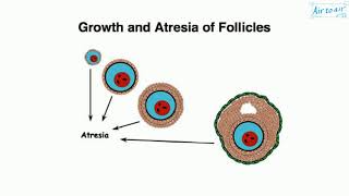 follicular atresia [upl. by Hemminger]