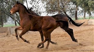 Thoroughbred Racing Horse at Behbal Stud Farm India [upl. by Ioab]