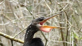 Anhinga Calling FYV [upl. by Pubilis962]