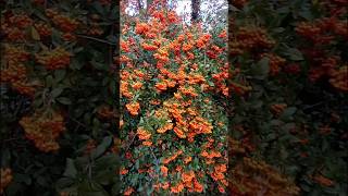 Ognik Pyracantha MRoem🍁garden ogród nature shorts [upl. by Tharp]