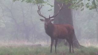 Röhrender Hirsch morgens im Wald [upl. by Gavrilla101]