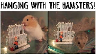 Hanging with the Hamsters  Vlogs [upl. by Aztinad493]