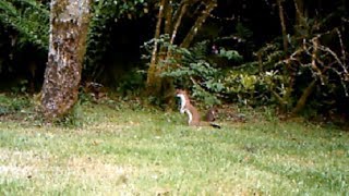 Stoat Family playing [upl. by Zoes]