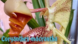 Цветение Coryanthes macrantha от Peruflora [upl. by Oderfliw]