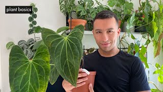 How to get rid of scale and mealybugs on Anthuriums using a soap solution  Houseplant Pests [upl. by Thorvald212]