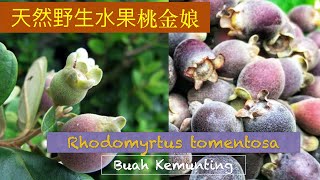 桃金娘用法用法 Rhodomyrtus tomentosa benefit 。Manfaat POKOK KEMUNTING。 [upl. by Zacharie]