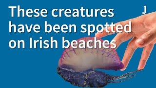 Irish Waters Infested With Man O War [upl. by Eilyac226]