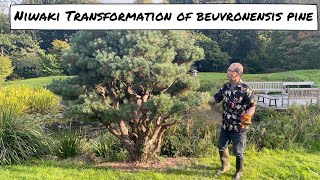 Niwaki Transformation for a Beuvronensis Pine [upl. by Dylana880]