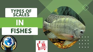 TYPES OF SCALES IN FISHES  scale [upl. by Er]