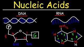 Nucleic Acids  RNA and DNA Structure  Biochemistry [upl. by Charlean679]