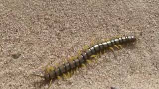 Scolopendra cingulata Chilopoda Scolopendridae [upl. by Vieva]