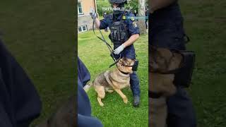 Swedish police unleash dogs on proPalestine demonstrators [upl. by Haman591]