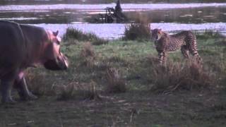 Hippo and cheetahs [upl. by Philipps]