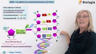 10BiologíaÁcidos nucleicos ADN y ARN [upl. by Auqinahc]