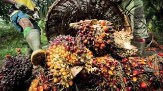 Sustainable Palm oil production [upl. by Manton7]