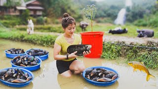 Harvesting Big Mussels Go To Market Sell amp Cooking Mussel and Snails  Nhất Daily Life [upl. by Nidnerb]