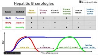 Hepatitis B serologies [upl. by Temhem]