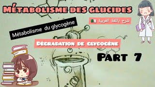 métabolisme des glucides  métabolisme du glycogène glycogènolys part 7 [upl. by Kentiggerma]