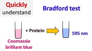 Bradford protein assay  Bradford test [upl. by Dempsey484]