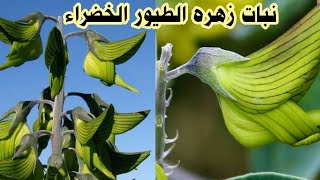 نبات زهره الطيور الخضراء من عجائب الخالق Crotalaria cunninghamii [upl. by Keram774]