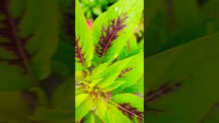 Celosia cristata plant flower plantgarden flower plant😍☘️nature [upl. by Tiras78]