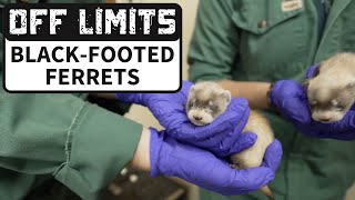 Off Limits Blackfooted Ferrets  Behindthescenes at the Toronto Zoo [upl. by Ayoras]