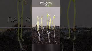 Growing tomato plants timelapse amazingtube [upl. by Dempsey736]