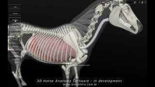 3D Horse Anatomy Software  In development [upl. by Dena]