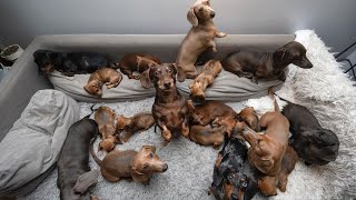 Funny Mini Dachshund dogs worldBreeding And Living with Dachshund  Funny wiener dogs Videos 2021 [upl. by Eirene]