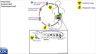 Isospora belli life cycle [upl. by Haerle]