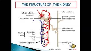 Structure of a NEPHRON grade 11 life sciences  MSAIDI  ThunderEDUC [upl. by Ymia]