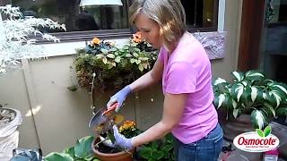 How to Prune Begonias [upl. by Jenifer275]