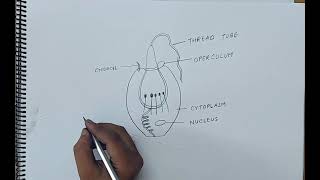 how to draw cnidoblast I ANIMAL KINGDOM I CHAPTER 4 I CLASS 11 BIOLOGY I NCERT [upl. by Einuj57]