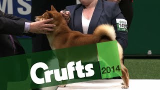 Group Judging  Utility  Crufts 2014 [upl. by Tran162]