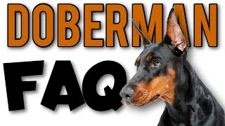 Top 10 Questions About Doberman Pinschers [upl. by Jackson]