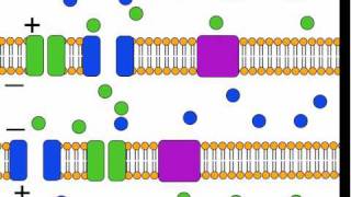 The Action Potential [upl. by Novanod361]