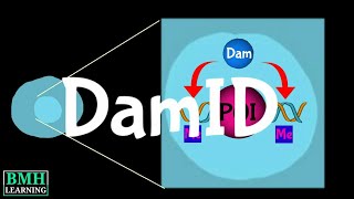 DamID  DNA Adenine Methyltransferase Identification [upl. by Joanie]