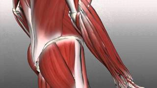 Forearm Muscles Part 2  Posterior Extensor Compartment  Anatomy Tutorial [upl. by Dorr]