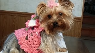 Crochet quotGlamas Adorable Princess Puppy Dressquot [upl. by Tewell]