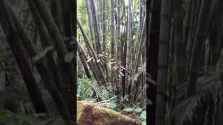 Giant Bamboo Dendrocalamus Asper📌 pls Contact 09386818882 or pm airamanele ohcaleb [upl. by Rednas]