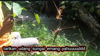 tarikan udang sungai emang yahuddd [upl. by Tennek]