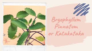 Bryophyllum Pinnatum or Katakataka Health Benefits  Uses  Propagation [upl. by Noivart802]