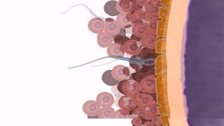 General Embryology  Detailed Animation On Fertilization [upl. by Zeb]