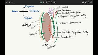 RECTUS SHEATH1ANATOMYABDOMEN [upl. by Alhsa484]