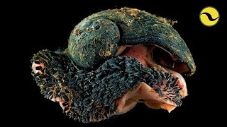 The Insane Biology Of The Volcano Snail [upl. by Khalsa]