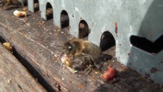 Abeilles Nettoyeuses au travail [upl. by Otsirc]