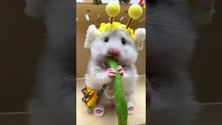 🐹🐹Immersive eating of boiled cowpea beanshamster pets cute shorts [upl. by Latin188]