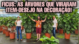 AULÃO  FICUS  Curiosidades que nunca te contaram sobre a planta da moda [upl. by Lockwood664]